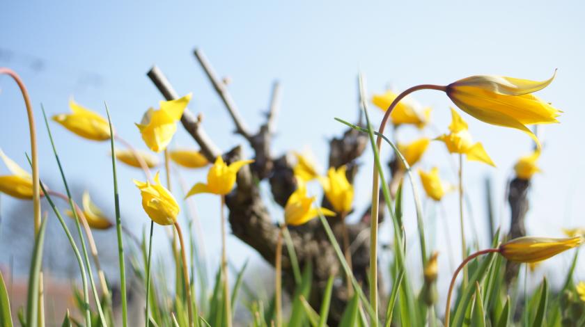 La ré-introduction de la Tulipe des vignes dans les vignobles d'Indre et Loire