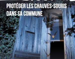 Protéger les chauves-souris dans sa commune | FNE Alpes de Haute-Provence