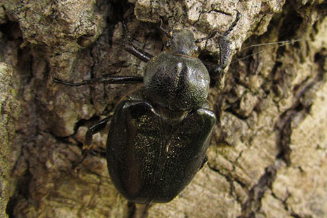 Scarabée Pique-prune - © Tjiske LUBACH- Nature'O'Centre