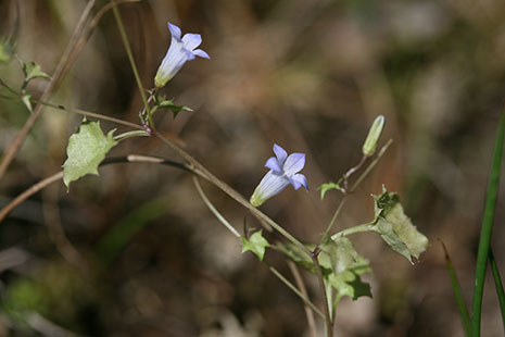 Wahlenbergie à feuilles de Lierre - © Rémi Dupré