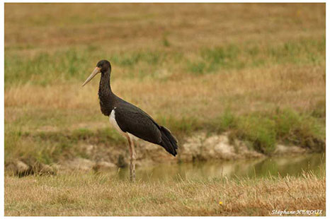 Cigogne noire -  © Stéphane Héroux - Nature'O'Centre