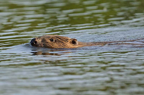 Castor - © François Hergott_Cen Centre-Val de Loire