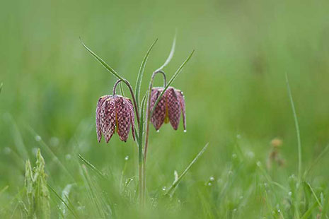 Fritillaire pintade - © Alexandre Roubalay