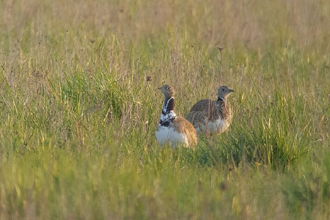 Outarde canepetière - © Antoine Salmon-Nature'O'Centre