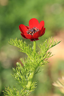 Adonis d'automne - © Rémi Dupré