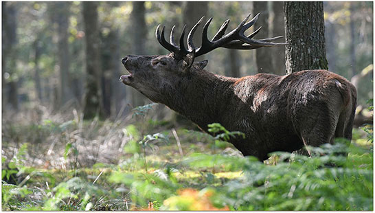 Cerf élaphe - © Martial Queyrie