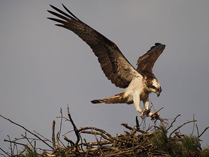 Balbuzard pêcheur - © Gilles Perrodin