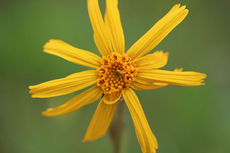 Arnica des montagnes - © EV_CBNBP