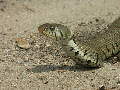 Couleuvre à collier - © Pierre Priol