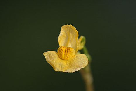 Utriculaire de Brenne - © Mickaël Mady