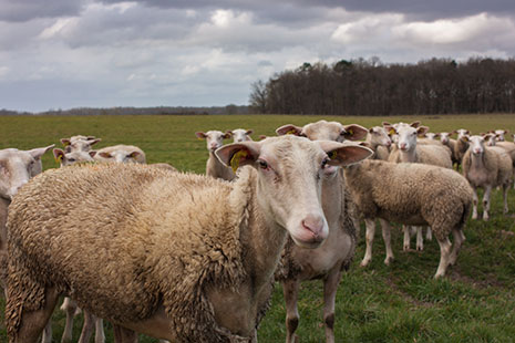 Mouton berrichon de l'Indre - © Agathe Lang