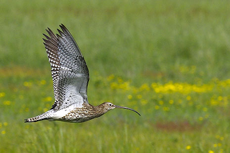 Courlis cendré - © Claude Picoux