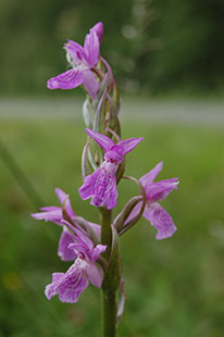 Orchis de Brenne - © Nicolas Roboüam_CBNBP