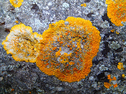 Lichen <i>Caloplaca flavescens</i> - © Rémy Poncet