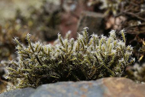 Mousse <i>Racomitrium lanuginosum</i> - © Rémi Dupré