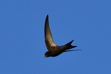 Martinet noir - © Philippe Désiré-Perche Nature