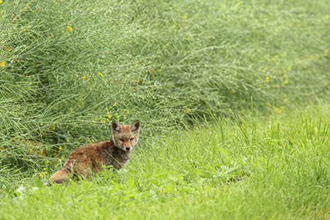 Renard roux - ©S.Colas