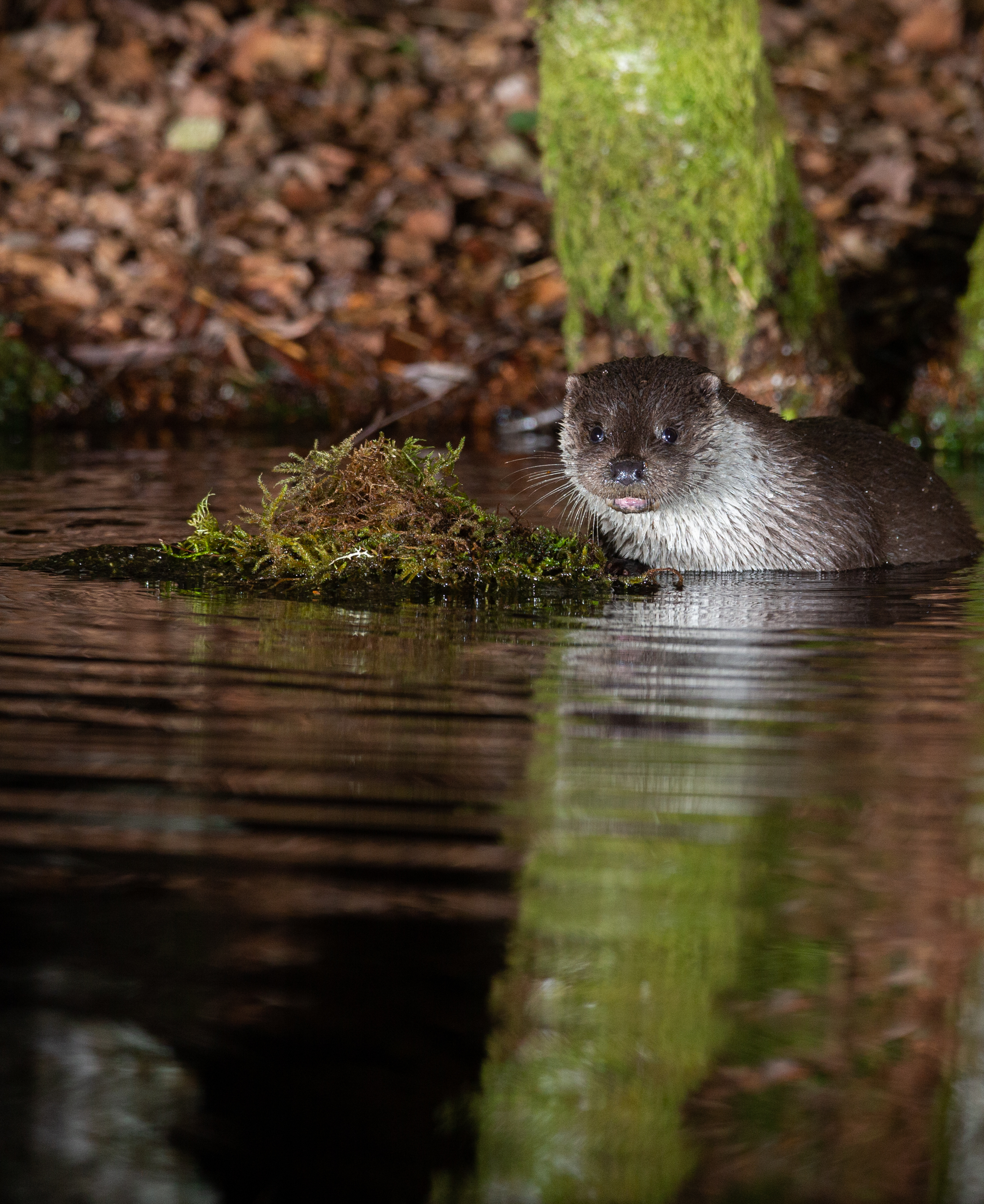 Faune du jardin : tout savoir sur la loutre d'Europe