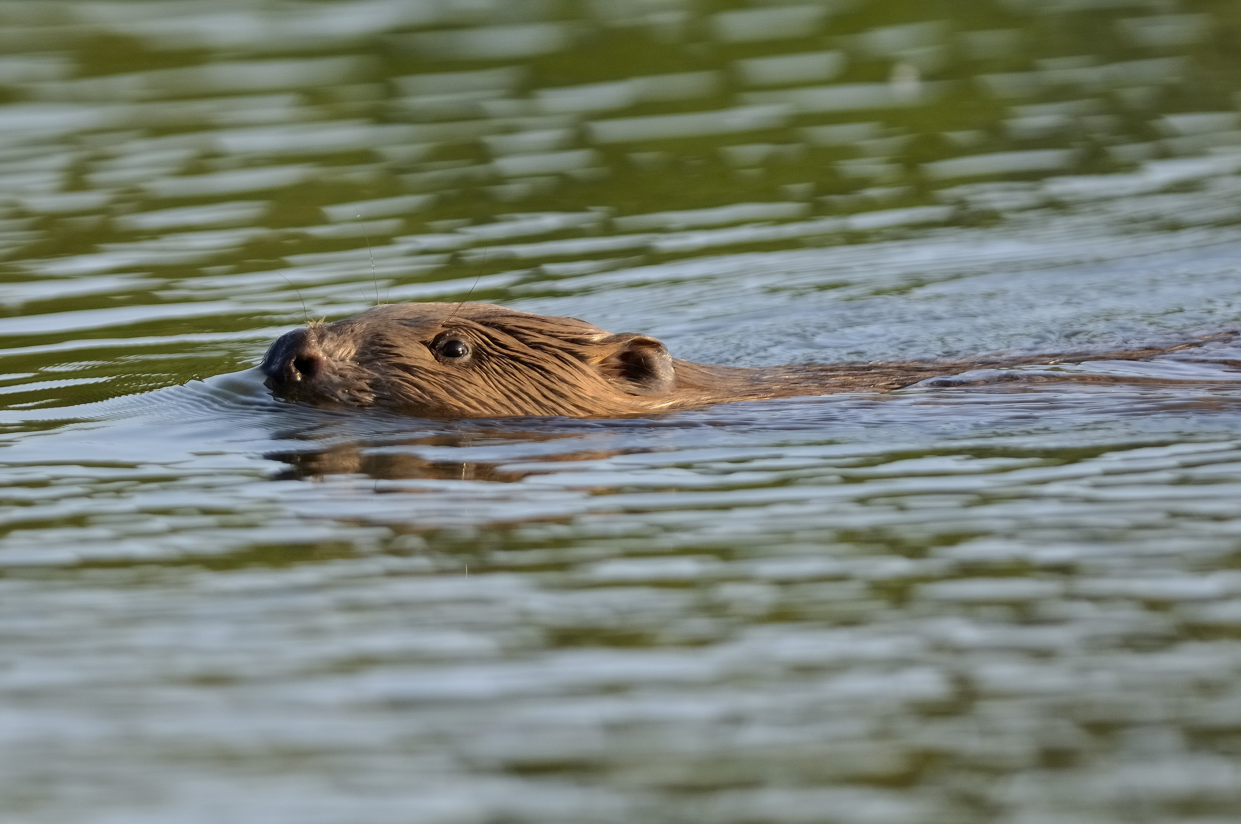 L'Année du castor, un événement national célébré en Centre-Val de Loire ...