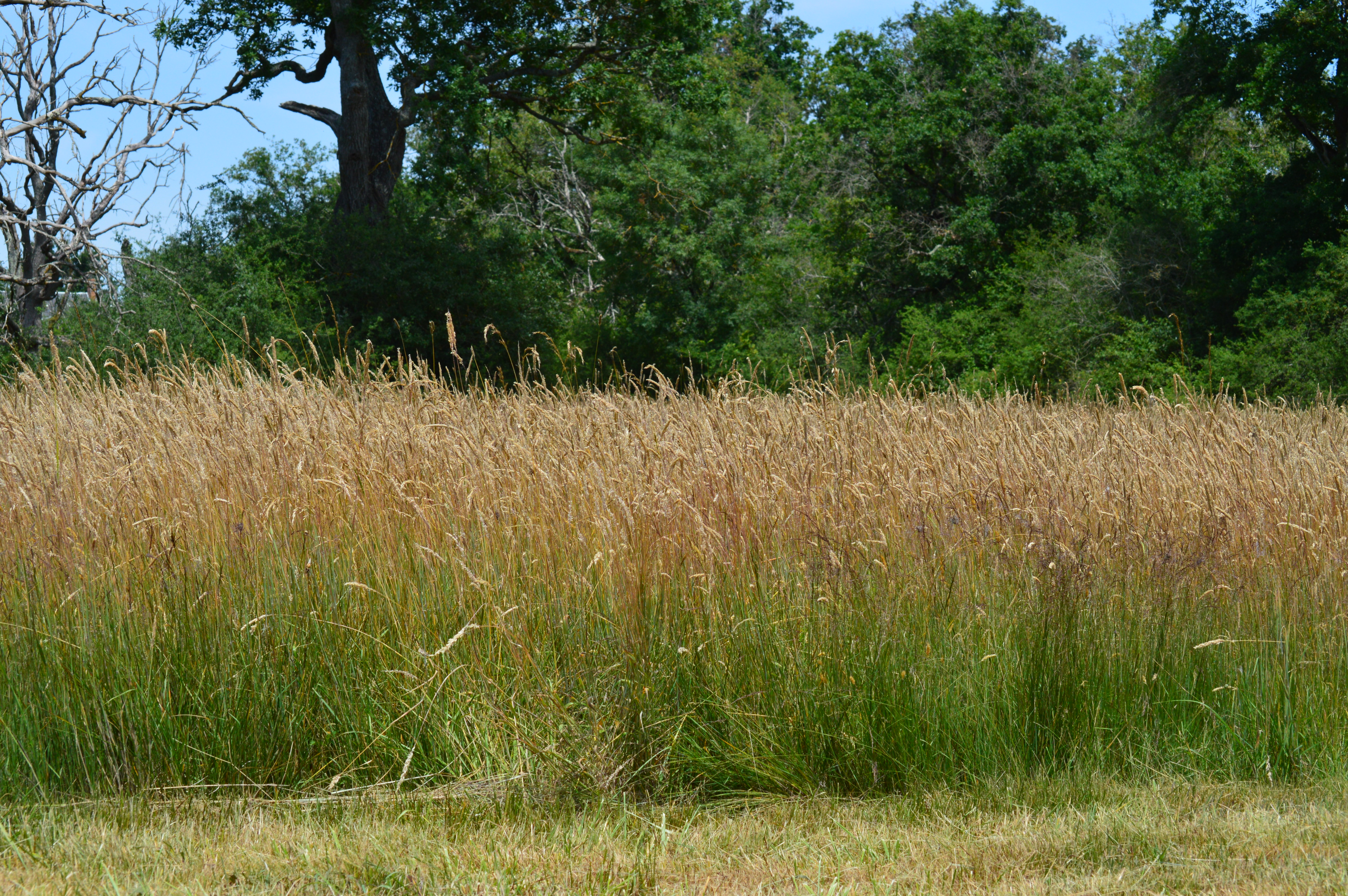 De la graine à la plante : filières locales et démonstration de brossage -  Portail de la biodiversité en Centre-Val de Loire