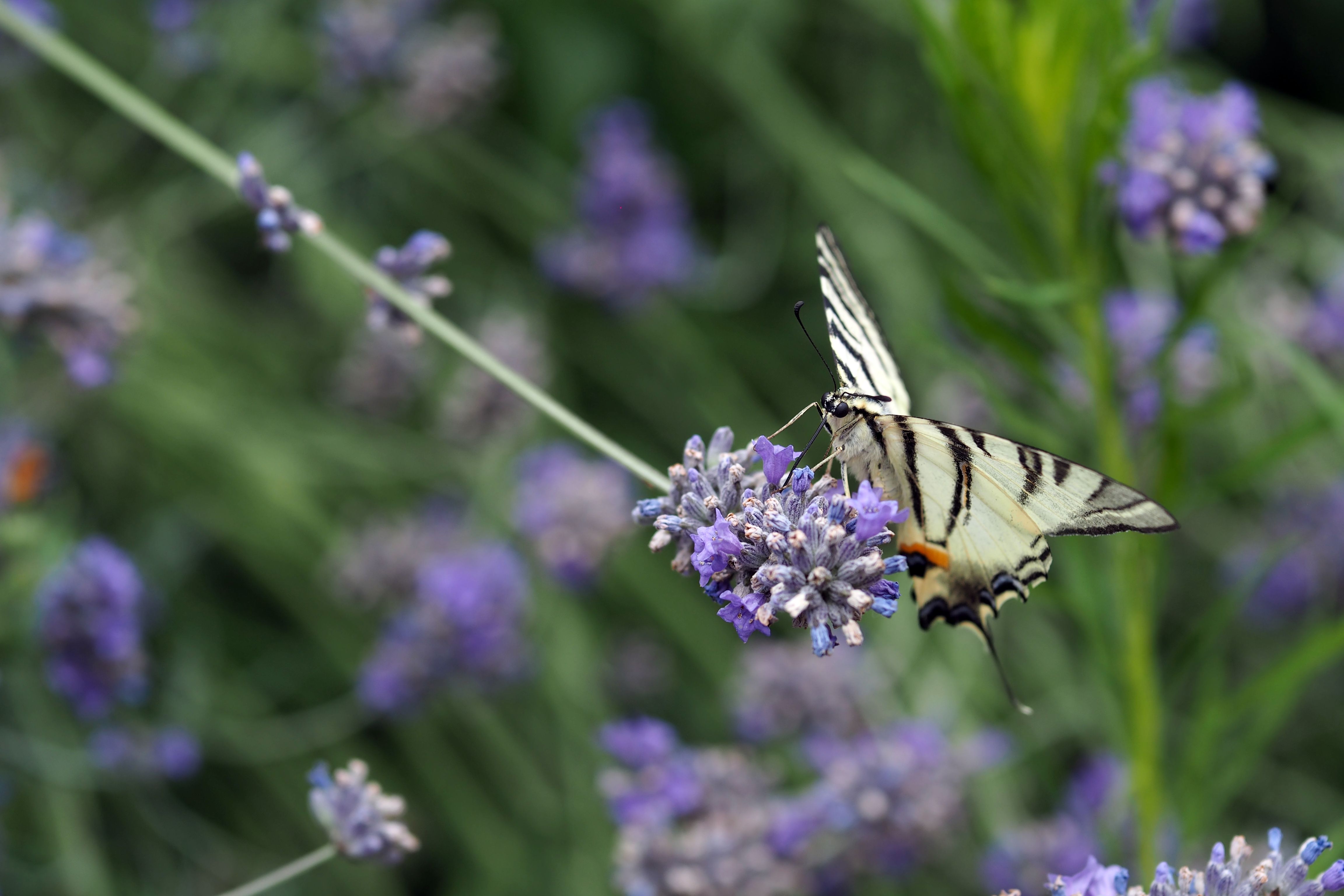 Idée reçue : la bouillie bordelaise c'est bon pour le jardin