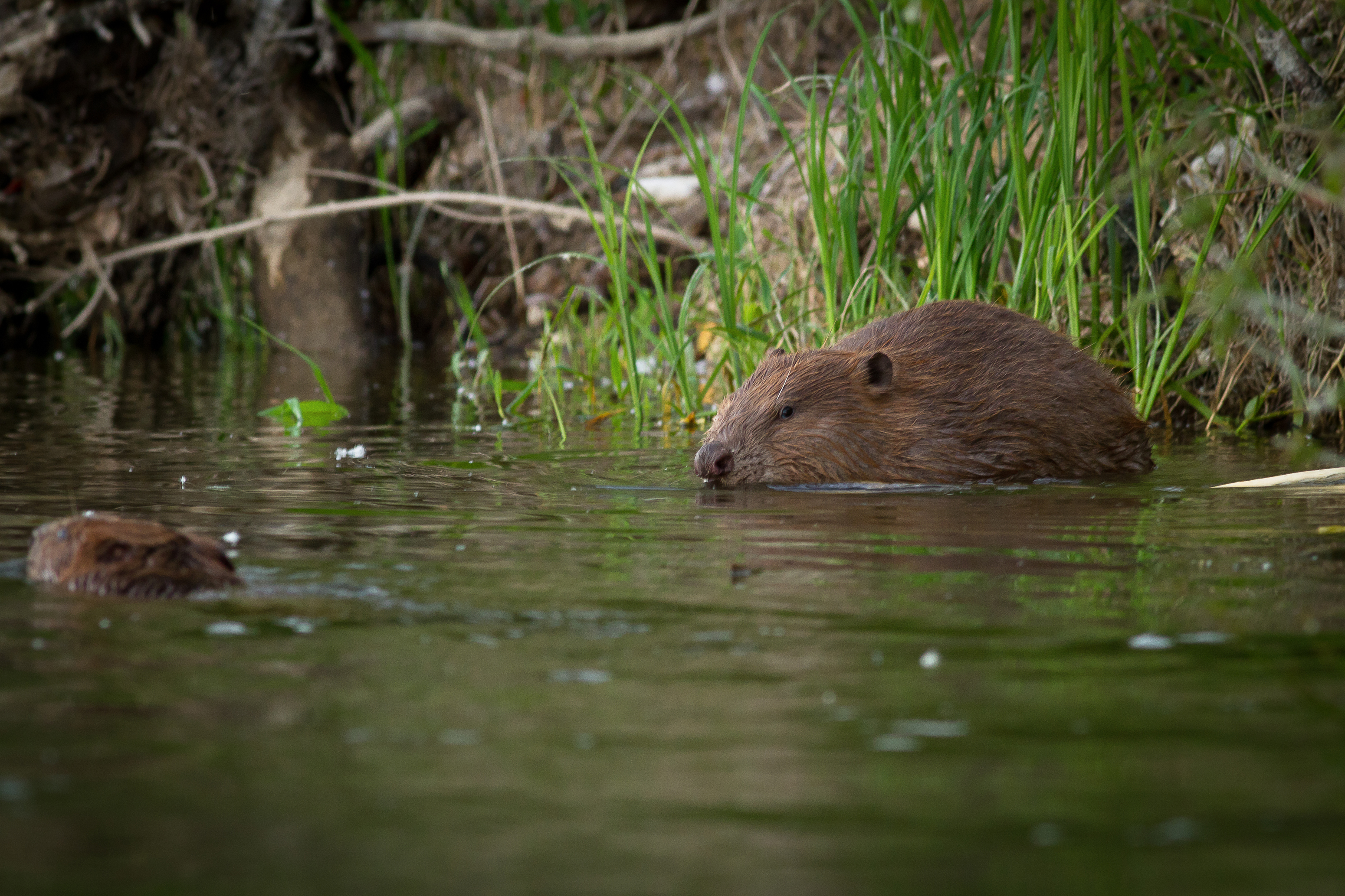 Sur les traces de la loutre en Loir-et-Cher