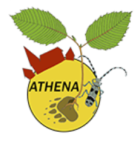 Association Athéna