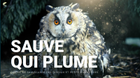 Sauve qui plume (37)