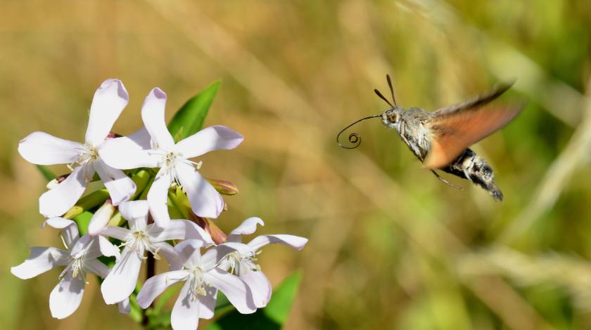 Les insectes pollinisateurs, indispensables ouvriers de notre alimentation