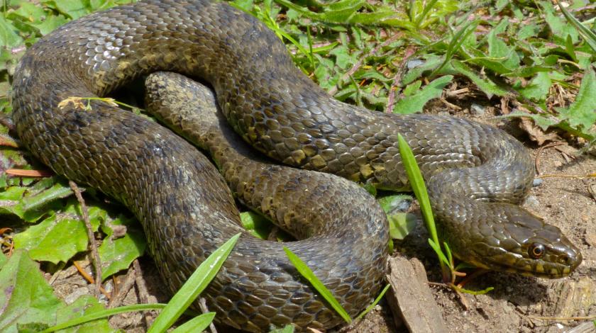 Les reptiles en France métropolitaine, des populations en fort déclin