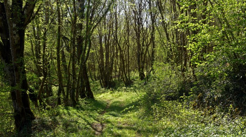 En mars, parlons forêt en Centre-Val de Loire !