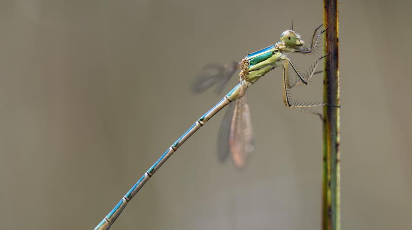 Agir pour les libellules et demoiselles en Centre-Val de Loire