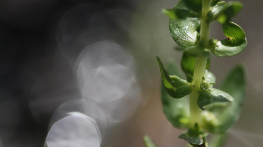 Comment conserver la flore menacée en région ?