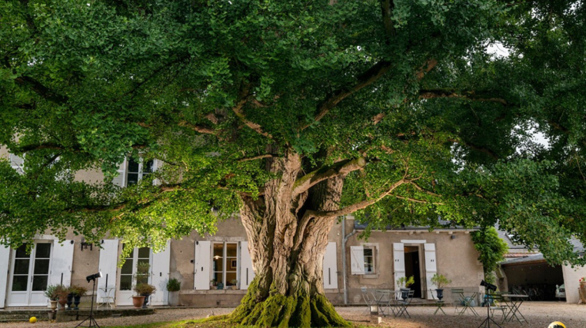 Arbre de l'année 2025 : votez pour le Ginkgo biloba de Centre-Val de Loire !