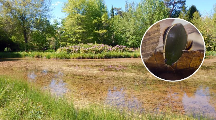 Près de 60% des espèces de Coléoptères aquatiques éteintes ou menacées en Centre-Val de Loire