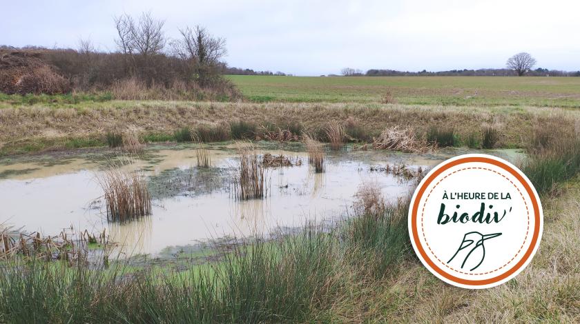 [À l'heure de la biodiv' !] Parcours de l'eau 2/4 : Contrer le ruissellement en milieu rural