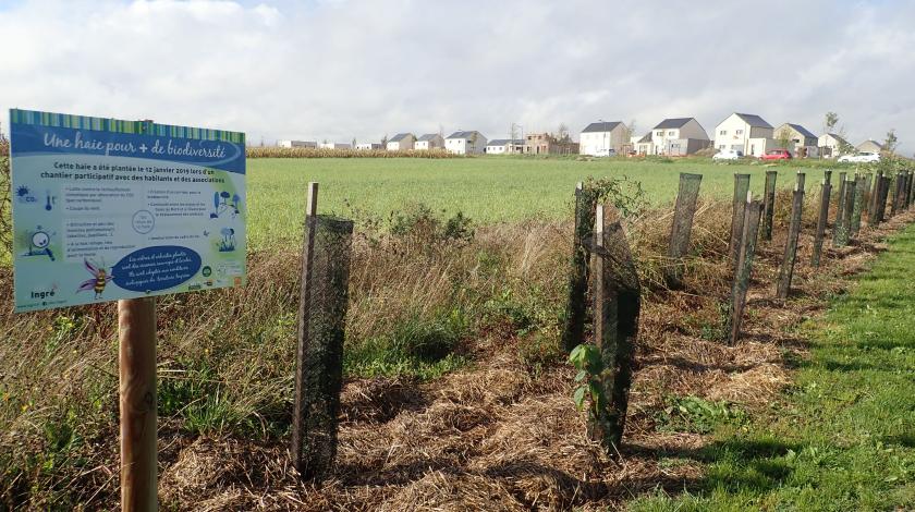 Végétaliser mon territoire et gérer les invasives