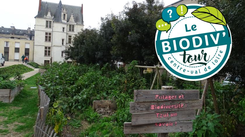 Biodiv'tour : visite autour de la végétalisation et la citoyenneté à Tours (37)