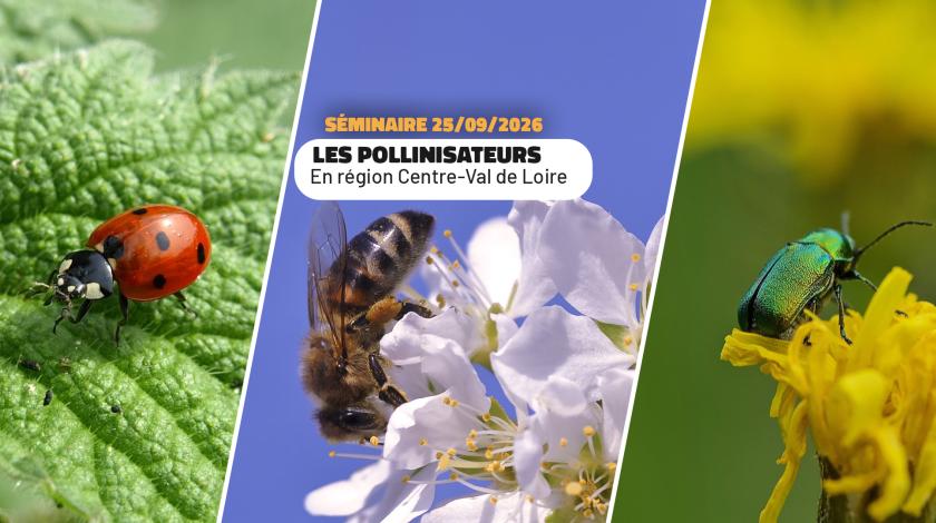 Séminaire - Les pollinisateurs en Centre-Val de Loire | FNE Centre-Val de Loire