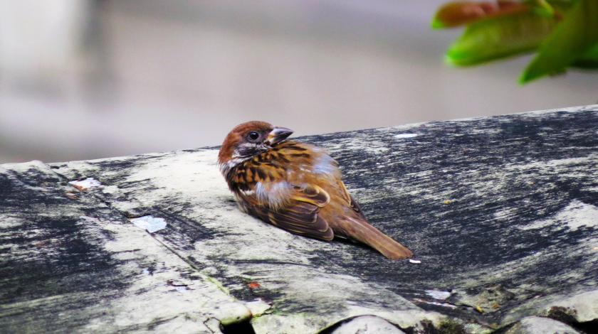 Sauver la faune sauvage en détresse