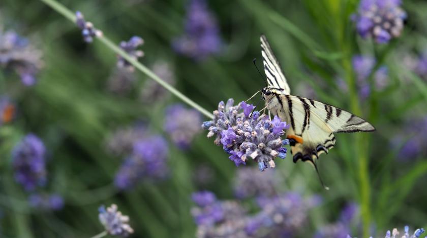 Accueillir la biodiversité au jardin