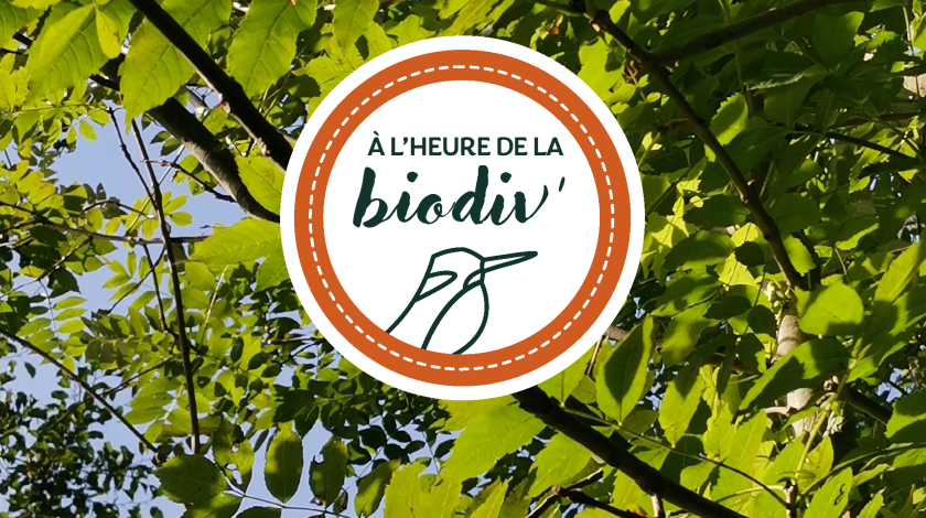 Les webinaires : À l'heure de la biodiv' !