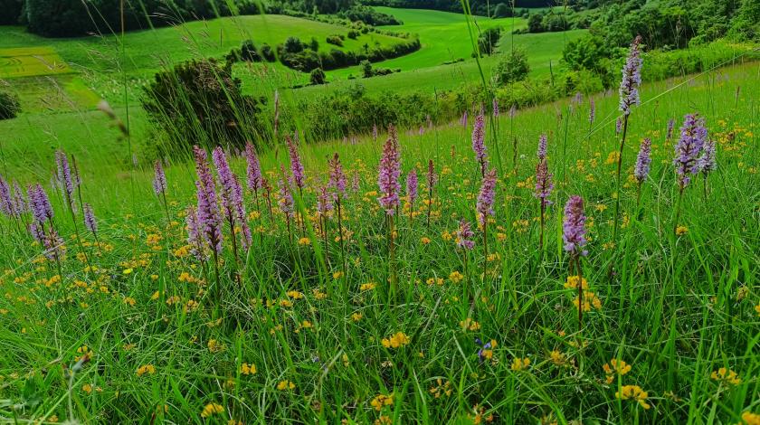 Les réserves naturelles régionales