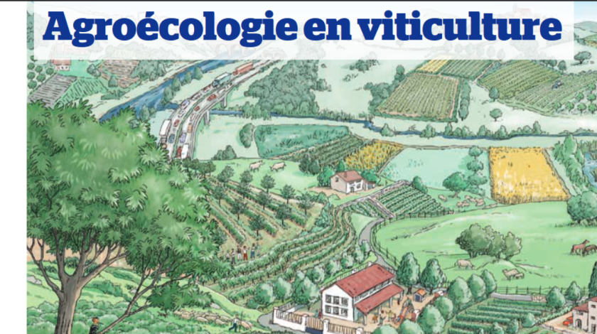 Guide transition agroécologique & changement climatique en viticulture | Institut français de la vigne et du vin