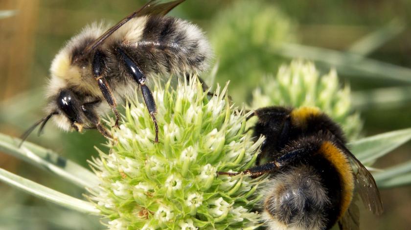 La plateforme sur les insectes pollinisateurs