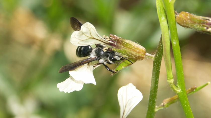 Diagnostic pollinis’Actions : Évaluer pour adapter sa gestion et ses aménagements