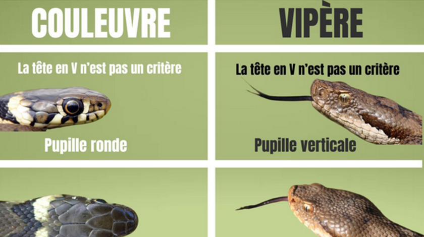 Identifier couleuvre vs vipère