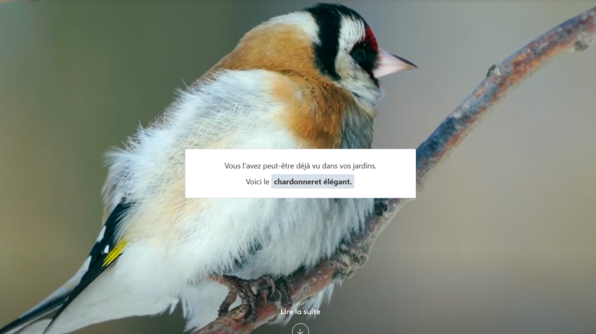 Grand format "quelles espèces sont menacées près de chez vous" | France Info