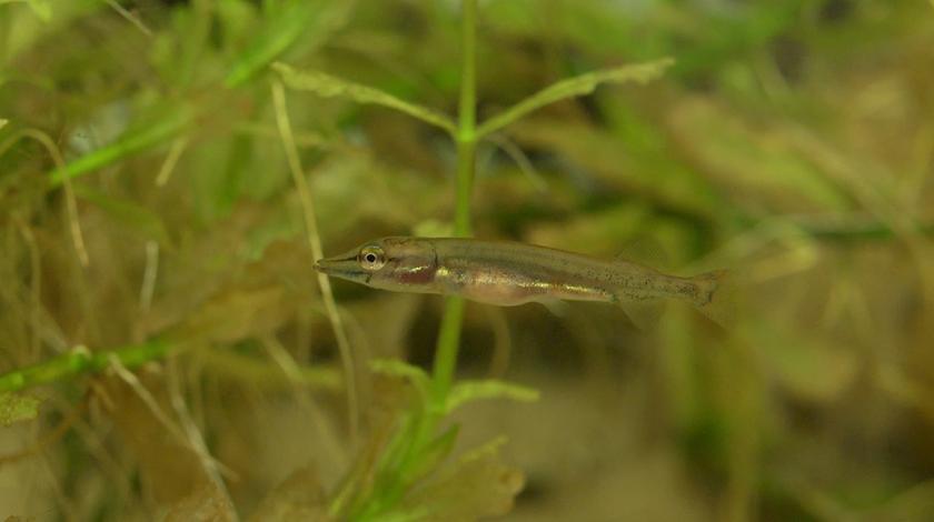 Biodiversité piscicole, chiffres 2020