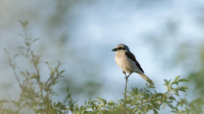 L'inventaire de la Biodiversité Communale (IBC) à Cheverny